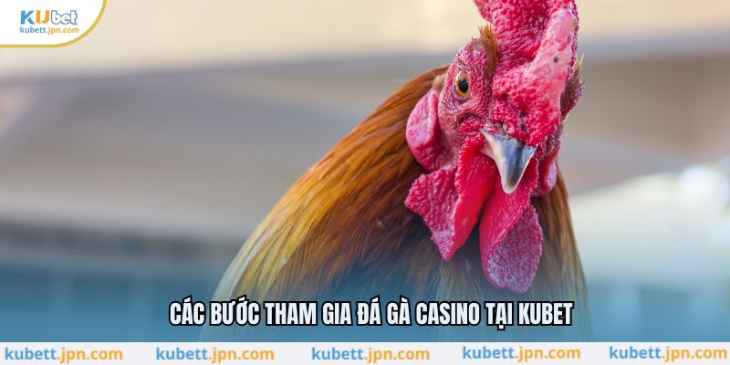 Các bước tham gia đá gà casino tại KUBET