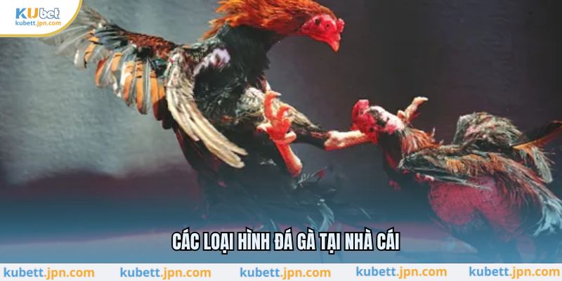 Các loại hình đá gà tại nhà cái
