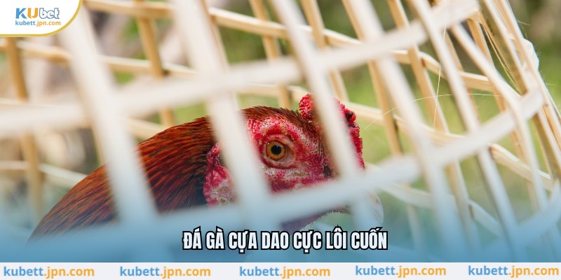 Đá gà cựa dao cực lôi cuốn