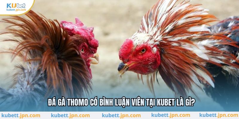 Đá gà thomo có bình luận viên tại KUBET là gì?