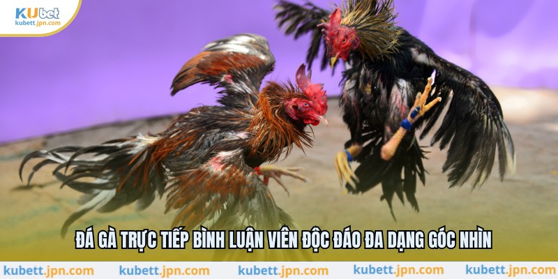 Đá Gà Trực Tiếp Bình Luận Viên Độc Đáo Đa Dạng Góc Nhìn
