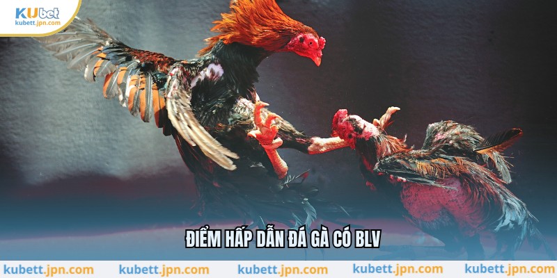 Điểm hấp dẫn đá gà có BLV