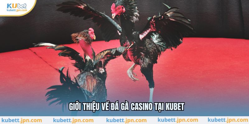 Giới thiệu về đá gà casino tại KUBET