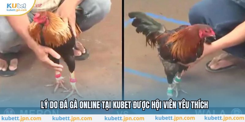 Lý do đá gà online tại KUBET được hội viên yêu thích