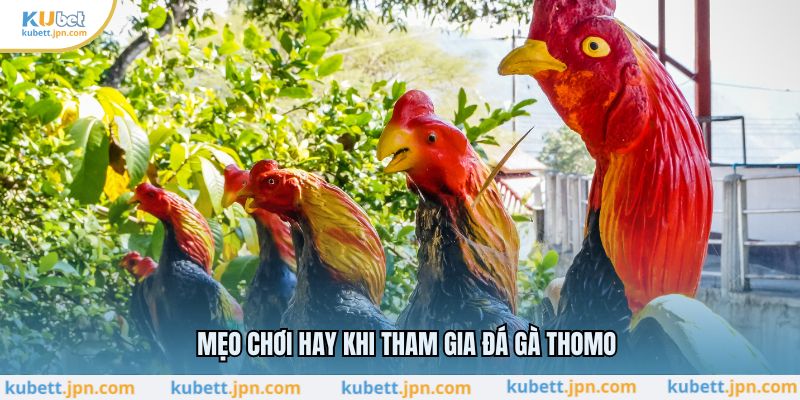 Mẹo chơi hay khi tham gia đá gà thomo