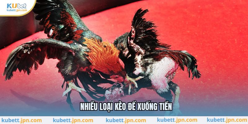 Nhiều loại kèo để xuống tiền