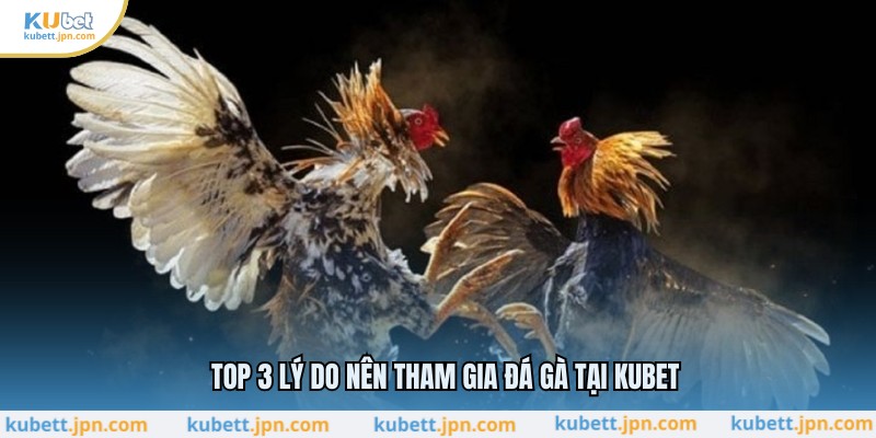 Top 3 lý do nên tham gia đá gà tại KUBET